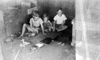 David Wallace Macky, Ian Wallace Macky  and Peter Wallace Macky with fowl, July 1943
