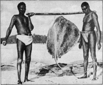 Black Giants of the North-West and Their Gigantic Catch