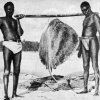 Black Giants of the North-West and Their Gigantic Catch