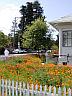 Casa de Peninsulators front yard, full bloom
